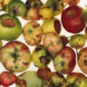 Meet your Posher, Connor